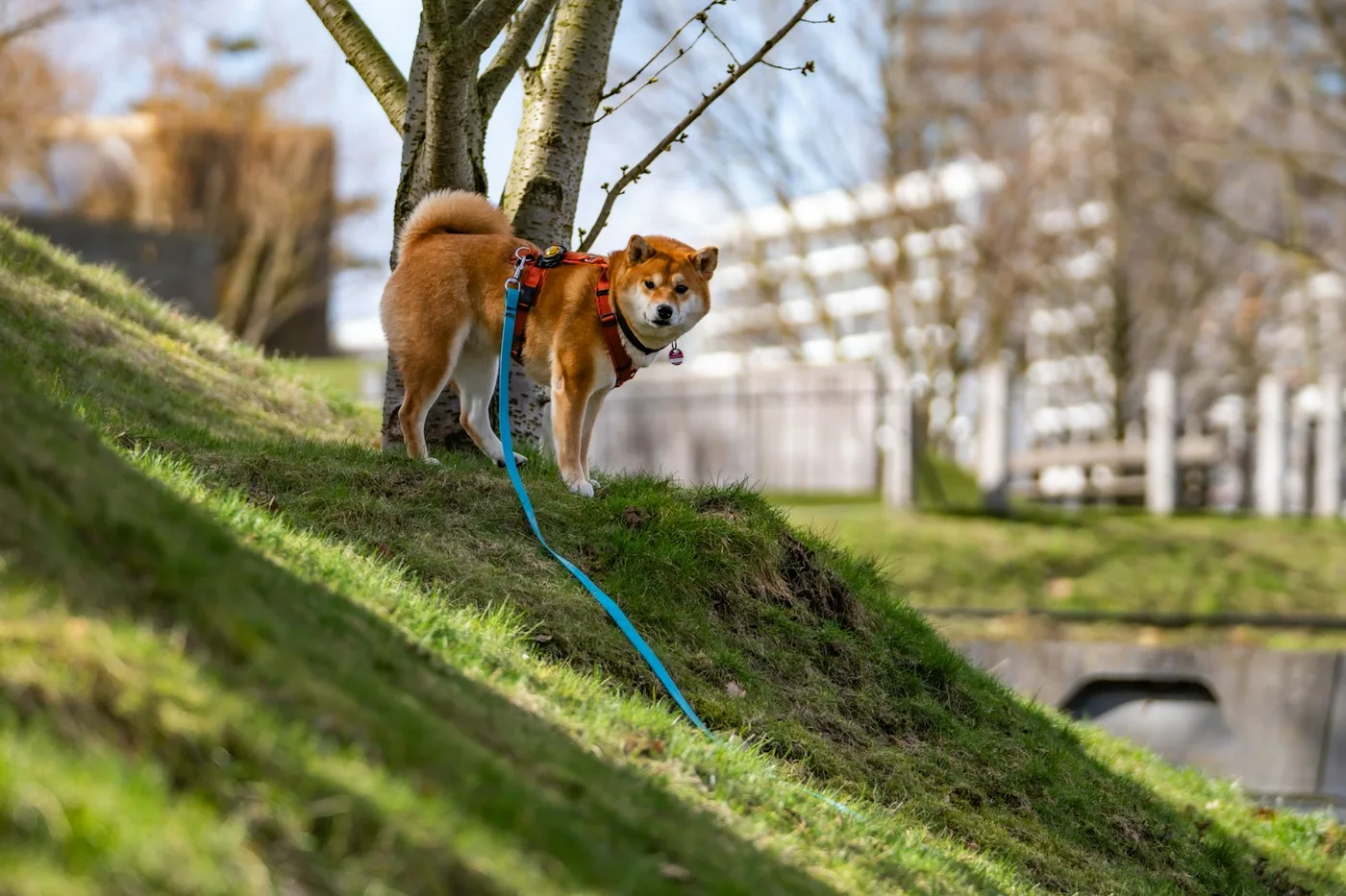 草の斜面で立ち止まる散歩中の犬