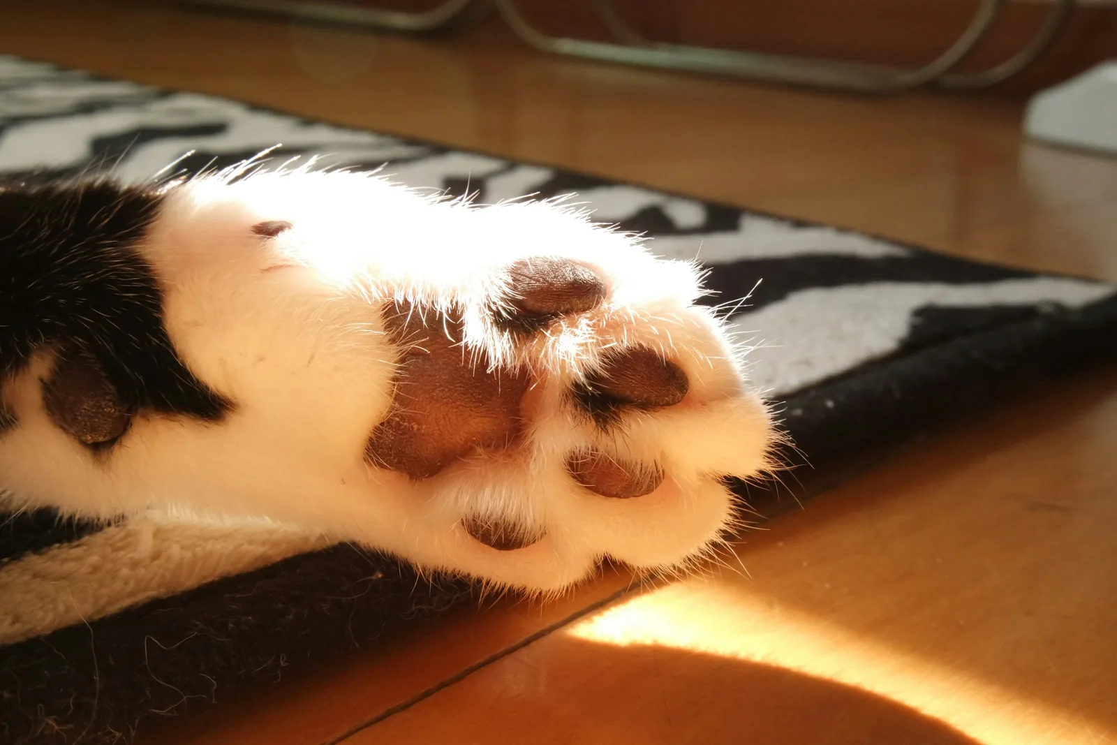 日の当たる床で、伸ばした猫の前足の肉球