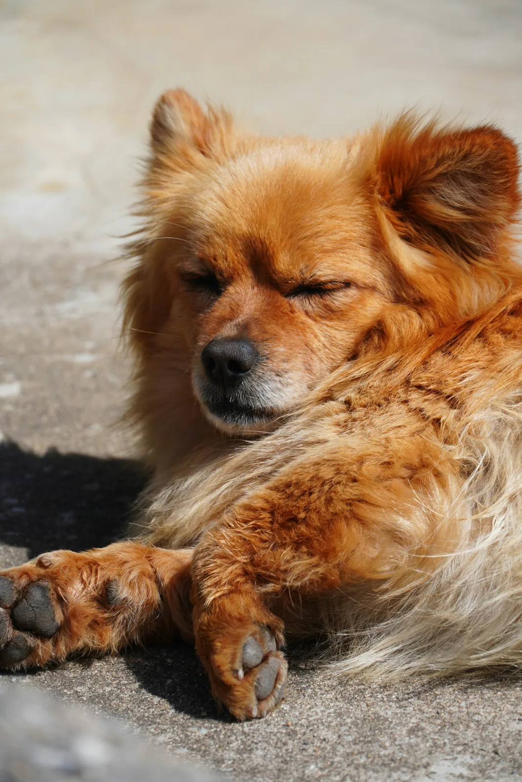 日なたで目を閉じて休んでいる、茶色い犬